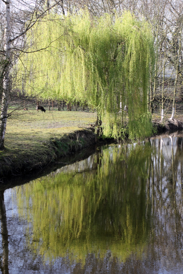 Lokation: Deutschland | Nordrhein-Westfalen | Köln | Holweide Kategorien: Baum, Datum: 28.03.2012