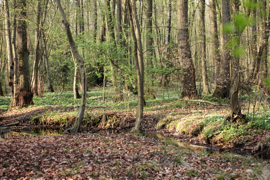 Lokation: Deutschland | Nordrhein-Westfalen | Bergisch Gladbach | Heide Kategorien: Vegetation, Datum: 28.03.2012