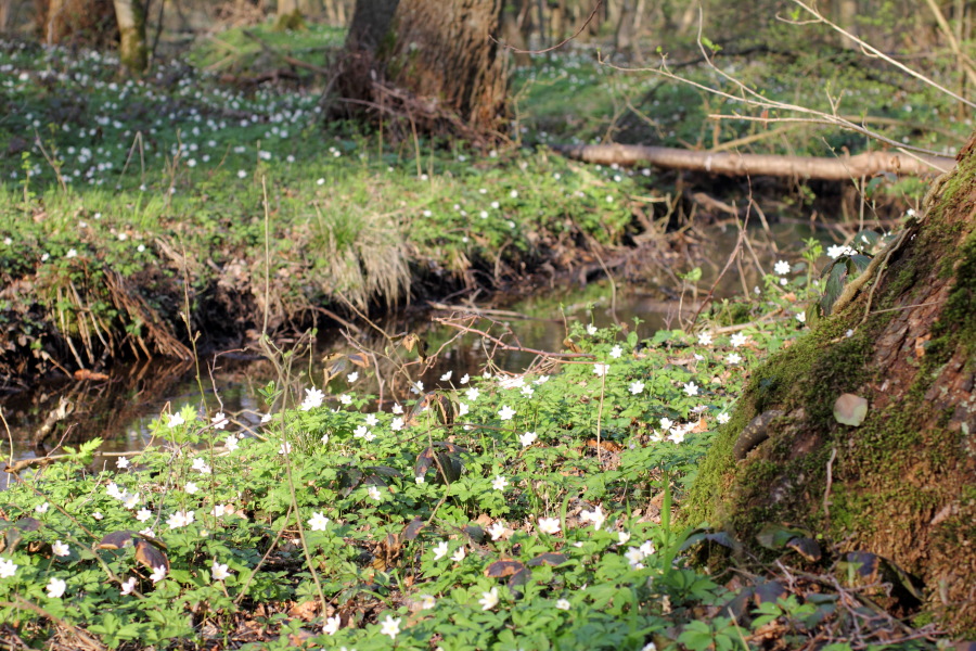 Lokation: Deutschland | Nordrhein-Westfalen | Bergisch Gladbach | Heide Kategorien: Vegetation, Datum: 28.03.2012