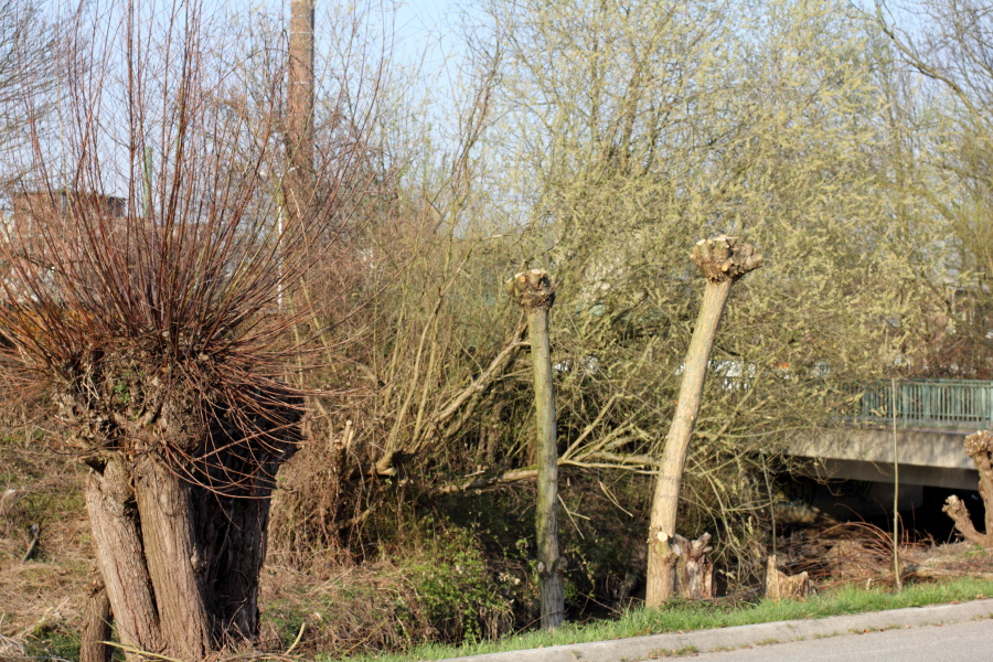 Lokation: Deutschland | Nordrhein-Westfalen | Bergisch Gladbach | Gronau Kategorien: Baum, Datum: 28.03.2012