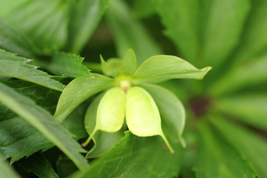 Lokation: Deutschland | Nordrhein-Westfalen | Bergisch Gladbach | Dombach Kategorien: Blüte, Datum: 06.04.2012