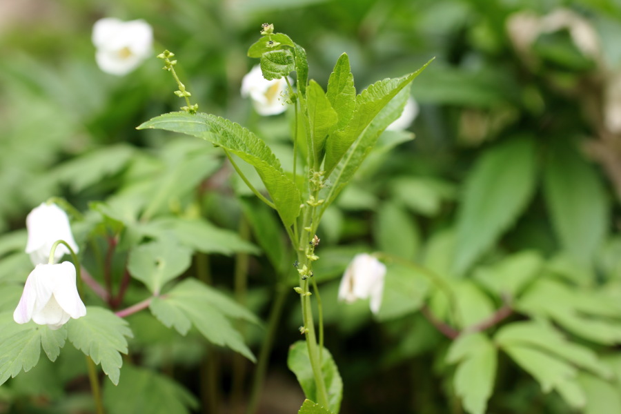 Lokation: Deutschland | Nordrhein-Westfalen | Bergisch Gladbach | Dombach Kategorien: Habitus, Datum: 06.04.2012