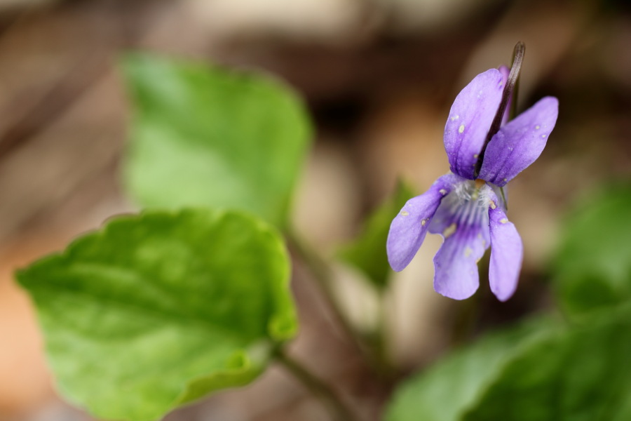 Lokation: Deutschland | Nordrhein-Westfalen | Bergisch Gladbach | Dombach Kategorien: Blüte, Datum: 06.04.2012