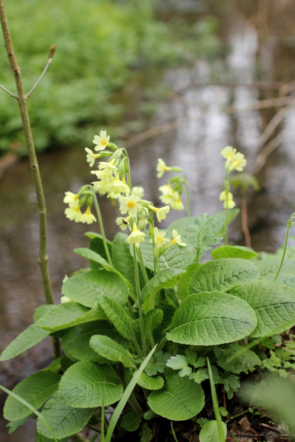 Lokation: Deutschland | Nordrhein-Westfalen | Bergisch Gladbach | Herrenstrunden Kategorien: Habitus, Datum: 06.04.2012