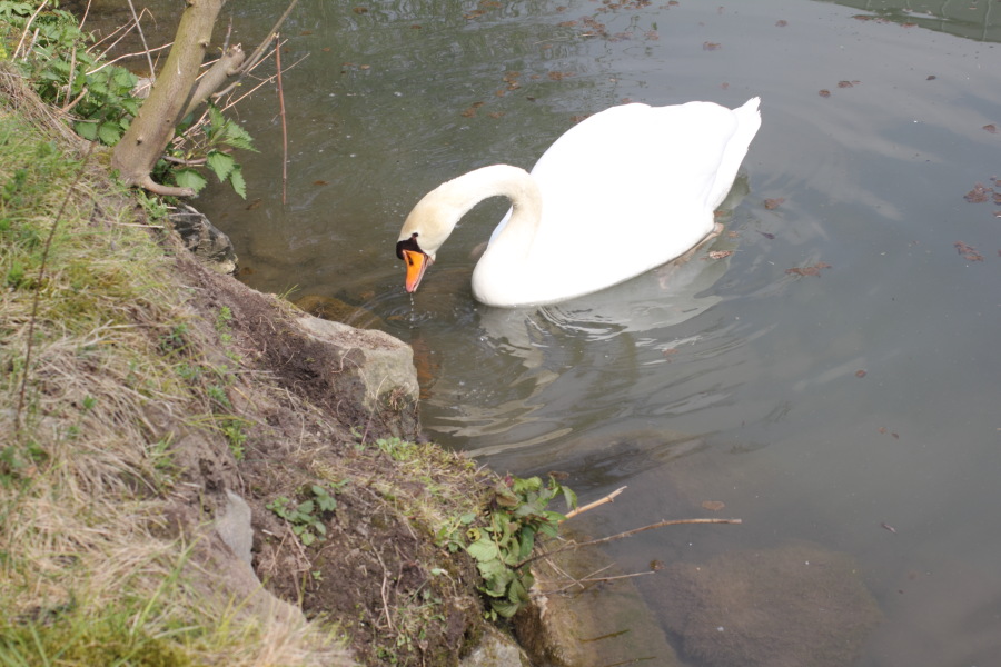 Lokation: Deutschland | Nordrhein-Westfalen | Bergisch Gladbach | Hochscherf Kategorien: Vögel, Datum: 06.04.2012