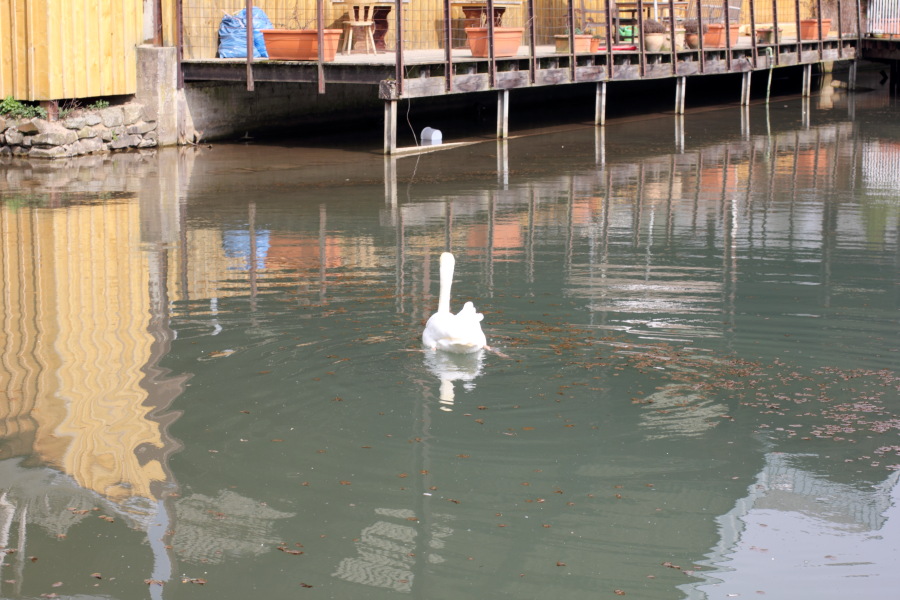 Lokation: Deutschland | Nordrhein-Westfalen | Bergisch Gladbach | Hochscherf Kategorien: Anwesen, Datum: 06.04.2012