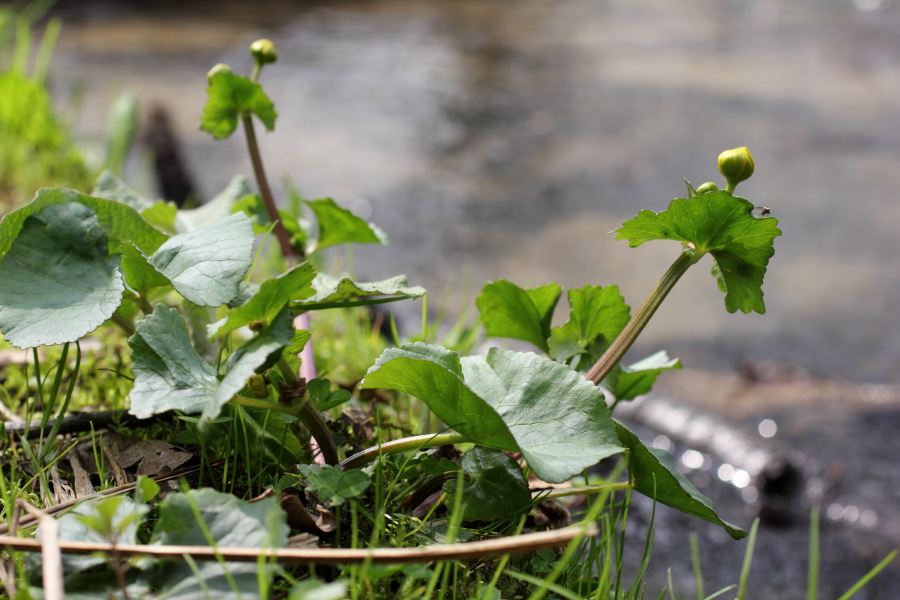 Lokation: Deutschland | Nordrhein-Westfalen | Bergisch Gladbach | Dombach Kategorien: Habitus, Datum: 06.04.2012