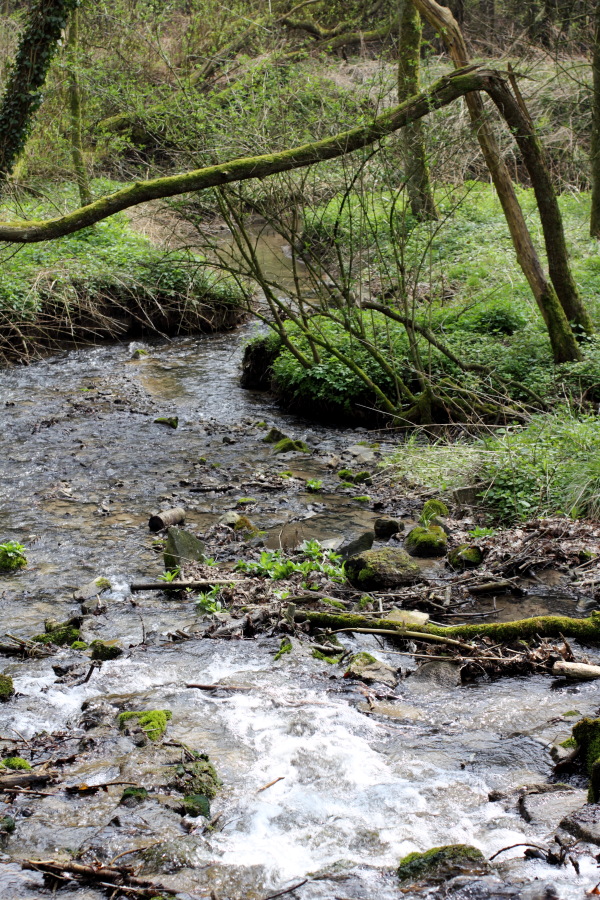 Lokation: Deutschland | Nordrhein-Westfalen | Bergisch Gladbach | Dombach Kategorien: Bach, Datum: 06.04.2012
