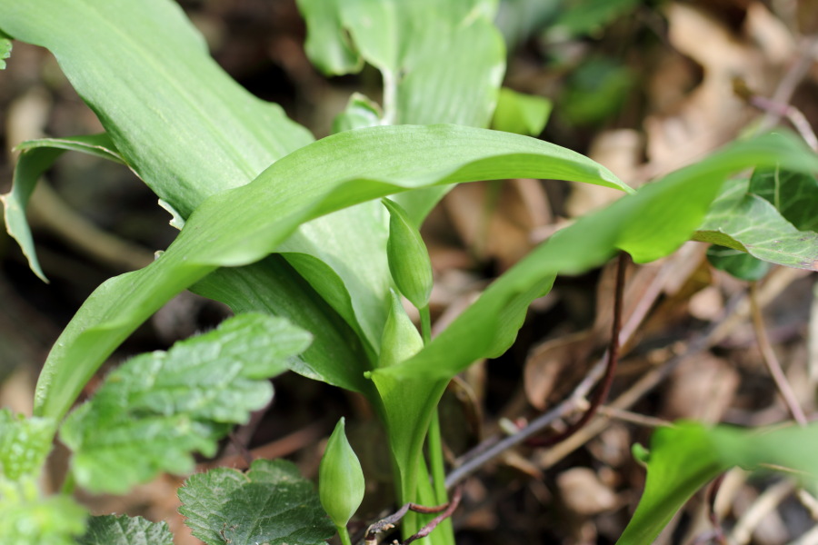 Lokation: Deutschland | Nordrhein-Westfalen | Bergisch Gladbach | Dombach Kategorien: Habitus, Datum: 06.04.2012
