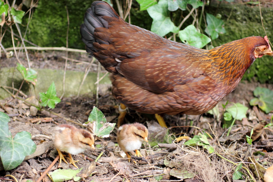 Lokation: Deutschland | Nordrhein-Westfalen | Bergisch Gladbach | Rodemich Kategorien: Hühner, Datum: 30.04.2012