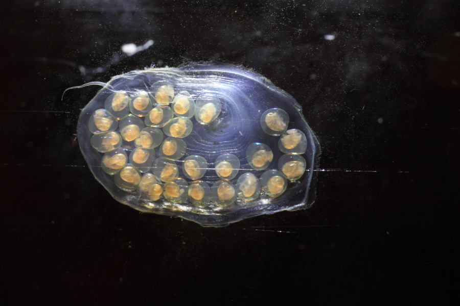 Lokation: Deutschland | Nordrhein-Westfalen | Bergisch Gladbach | Rodemich Kategorien: Schnecken, Datum: 07.05.2012