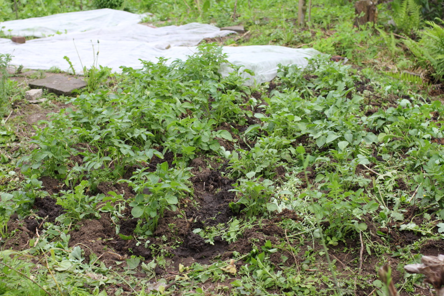 Lokation: Deutschland | Nordrhein-Westfalen | Bergisch Gladbach | Rodemich Kategorien: Permakultur, Datum: 10.05.2012