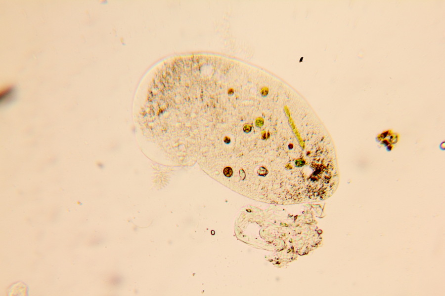 Lokation: Deutschland | Nordrhein-Westfalen | Bergisch Gladbach | Rodemich Kategorien: Mikro, Datum: 11.05.2012