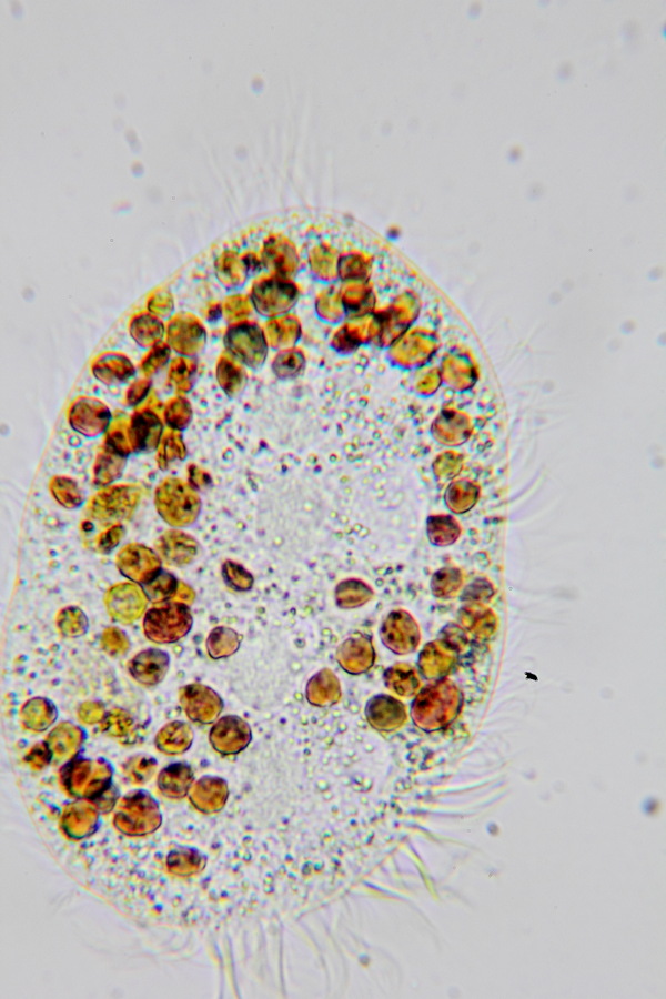 Lokation: Deutschland | Nordrhein-Westfalen | Bergisch Gladbach | Rodemich Kategorien: Mikro, Datum: 11.05.2012