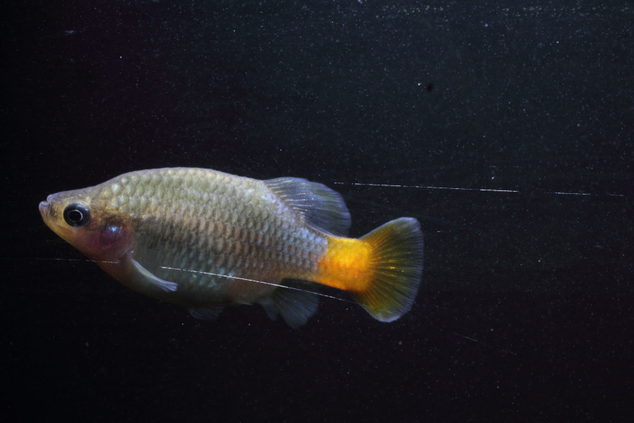 Lokation: Deutschland | Nordrhein-Westfalen | Bergisch Gladbach | Rodemich Kategorien: Fische, Datum: 16.05.2012