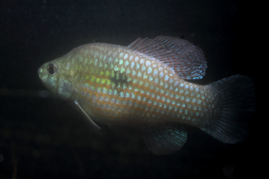 Lokation: Deutschland | Nordrhein-Westfalen | Bergisch Gladbach | Rodemich Kategorien: Fische, Datum: 16.05.2012