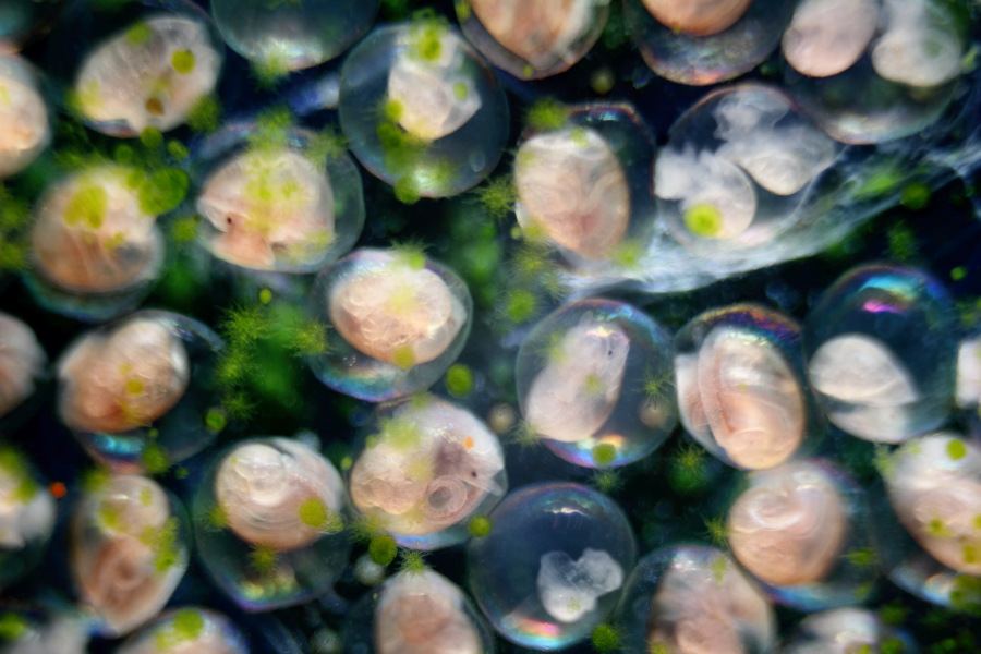 Lokation: Deutschland | Nordrhein-Westfalen | Bergisch Gladbach | Rodemich Kategorien: Schnecken, Datum: 18.05.2012