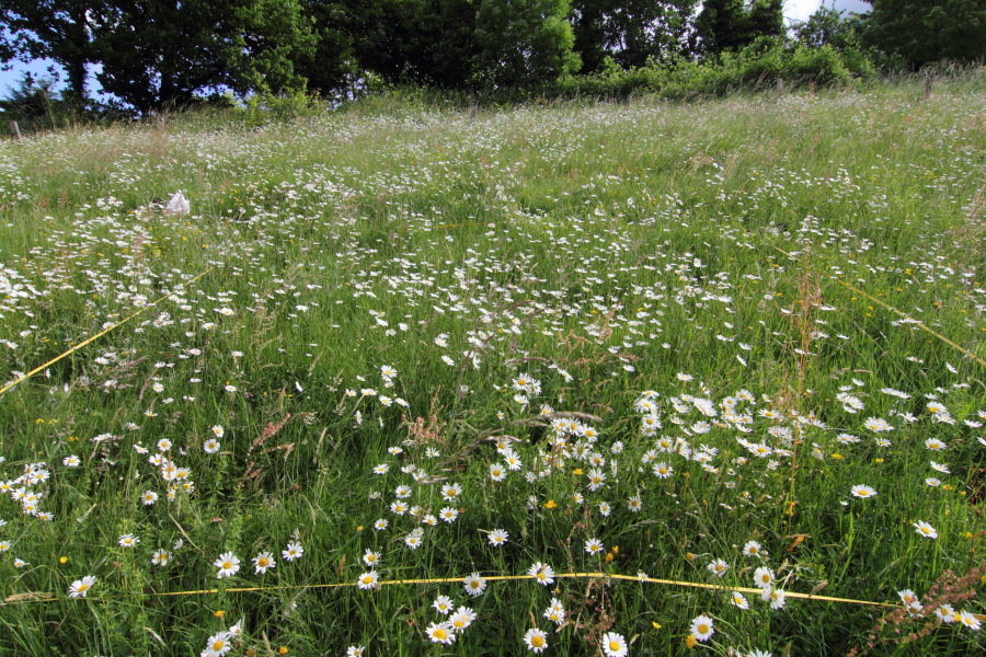 Lokation: Deutschland | Nordrhein-Westfalen | Rösrath | Unterlüghausen Kategorien: Dauerquadrat, Datum: 08.06.2012