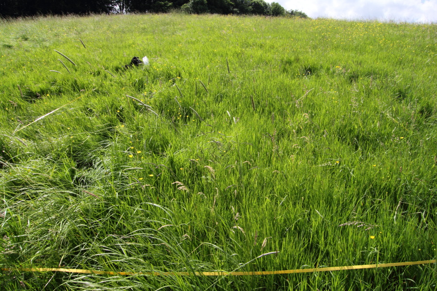 Lokation: Deutschland | Nordrhein-Westfalen | Rösrath | Unterlüghausen Kategorien: Dauerquadrat, Datum: 08.06.2012