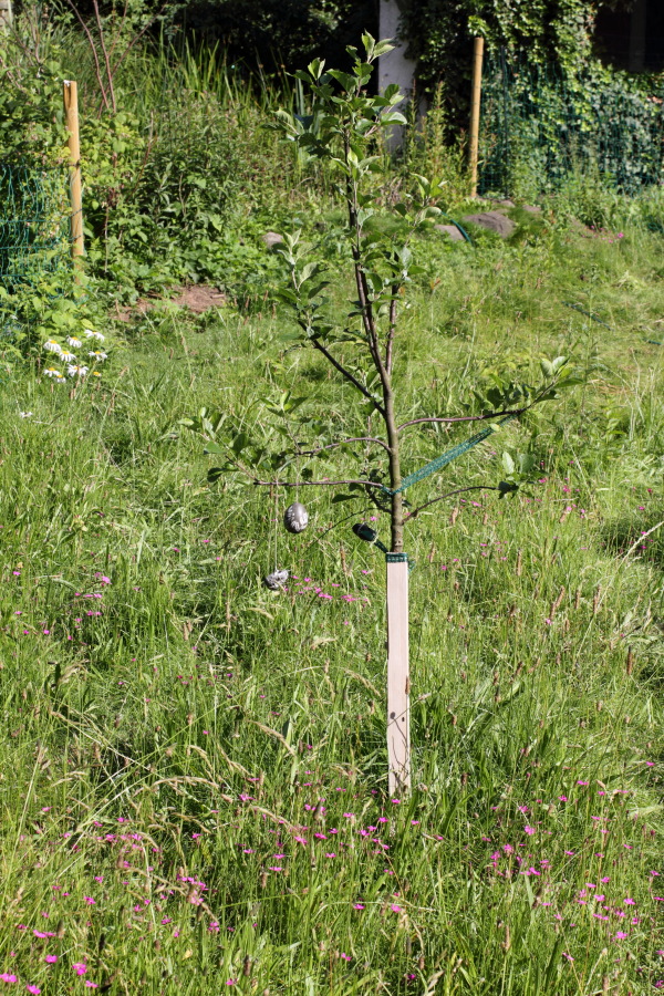 Lokation: Deutschland | Nordrhein-Westfalen | Bergisch Gladbach | Rodemich Kategorien: Permakultur, Datum: 17.06.2012
