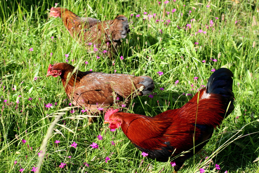 Hühnerweide in der Permakultur