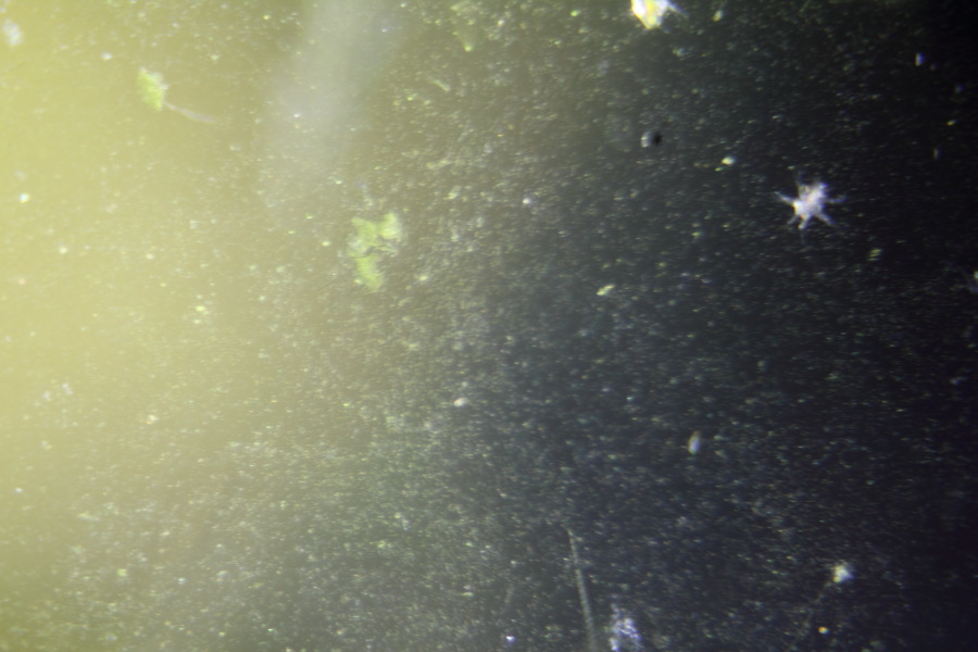 Lokation: Deutschland | Nordrhein-Westfalen | Bergisch Gladbach | Rodemich Kategorien: Mikro, Datum: 25.06.2012