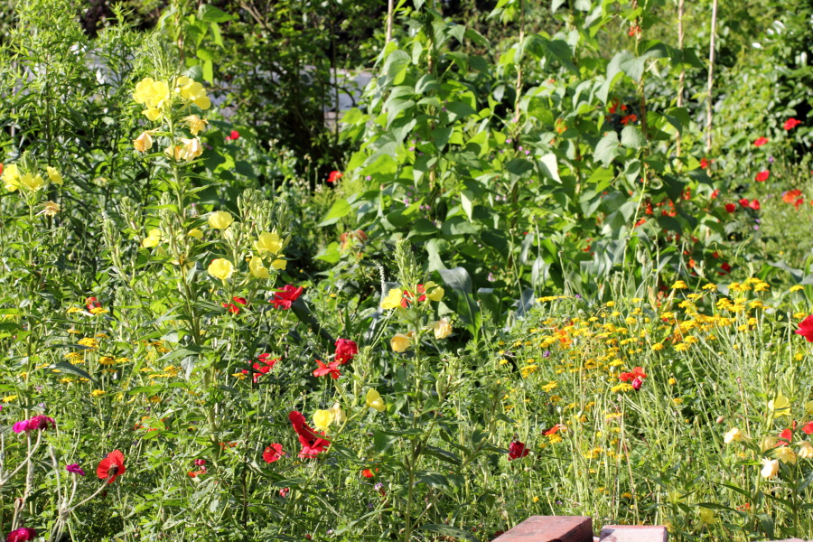 Lokation: Deutschland | Nordrhein-Westfalen | Bergisch Gladbach | Rodemich Kategorien: Permakultur, Datum: 30.06.2012