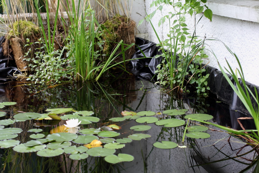 Lokation: Deutschland | Nordrhein-Westfalen | Bergisch Gladbach | Rodemich Kategorien: Teich, Datum: 30.06.2012