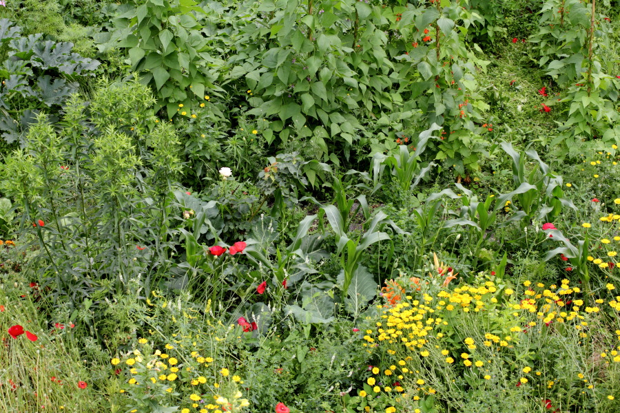 Lokation: Deutschland | Nordrhein-Westfalen | Bergisch Gladbach | Rodemich Kategorien: Permakultur, Datum: 30.06.2012