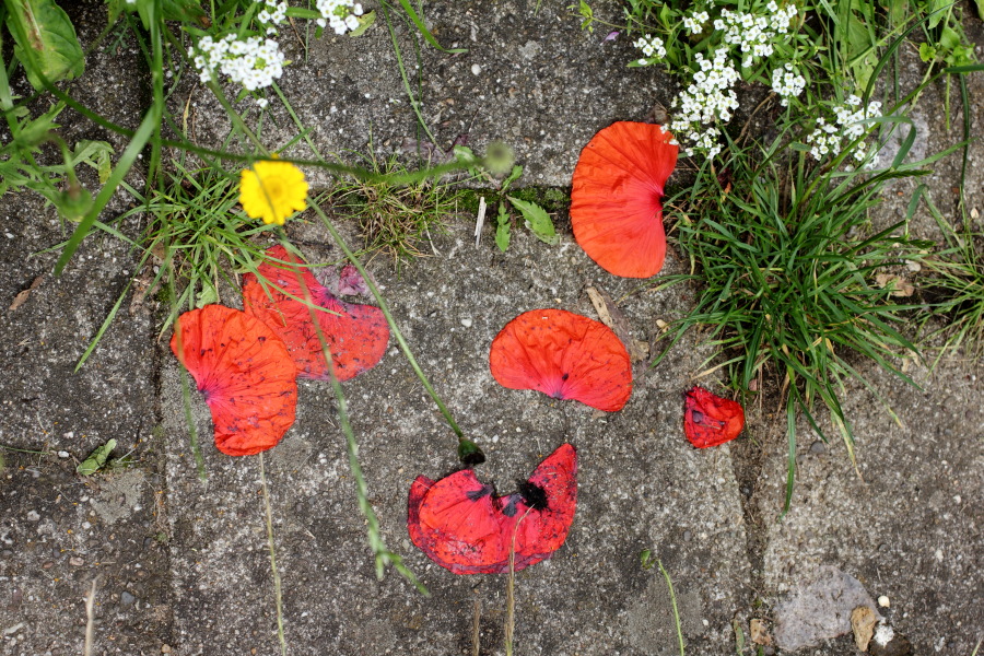 Lokation: Deutschland | Nordrhein-Westfalen | Bergisch Gladbach | Rodemich Kategorien: Naturgarten, Datum: 30.06.2012