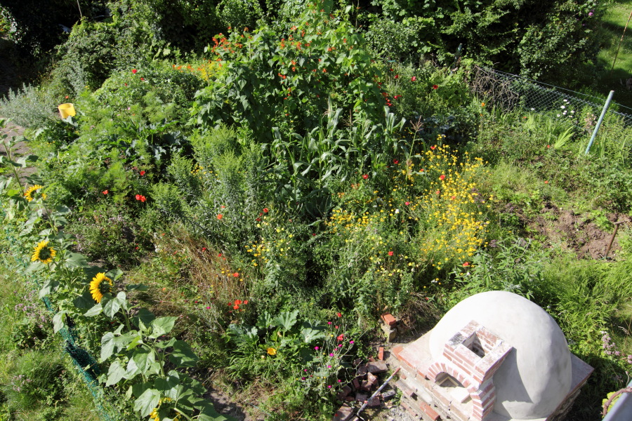 Lokation: Deutschland | Nordrhein-Westfalen | Bergisch Gladbach | Rodemich Kategorien: Permakultur, Datum: 22.07.2012