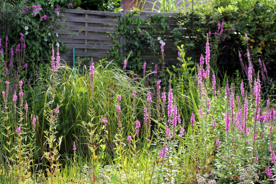 Standortgemäße Ausbreitung Blutweiderich
