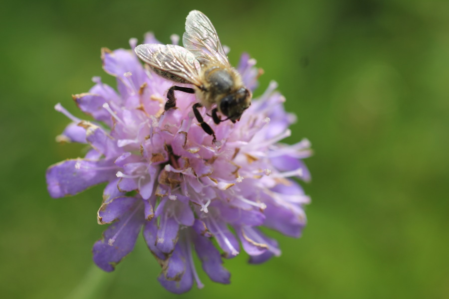 Biene auf Witwenblume