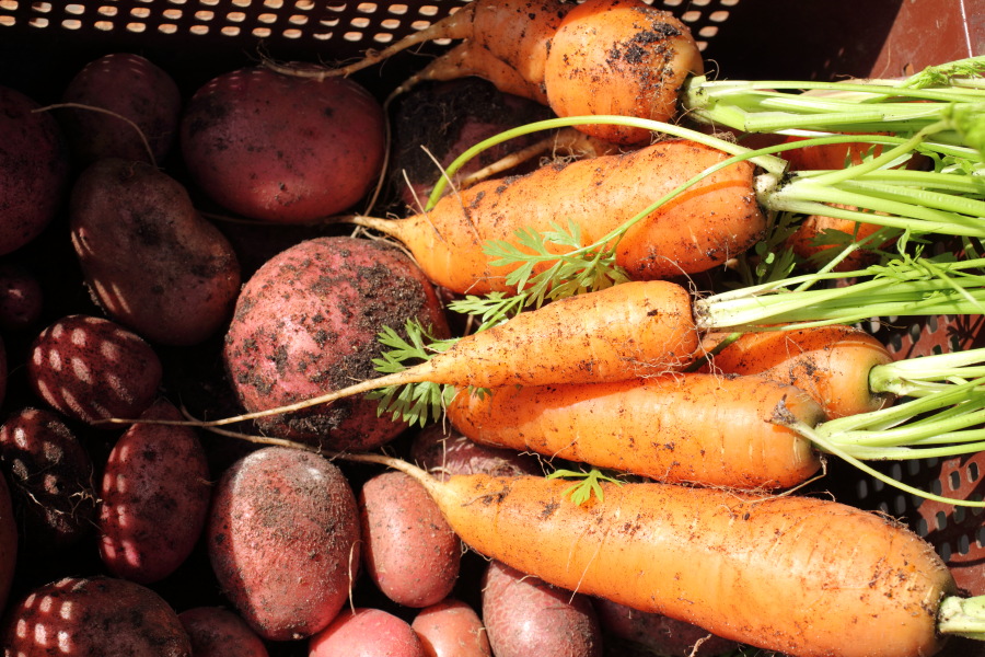 Kartoffeln und Möhren