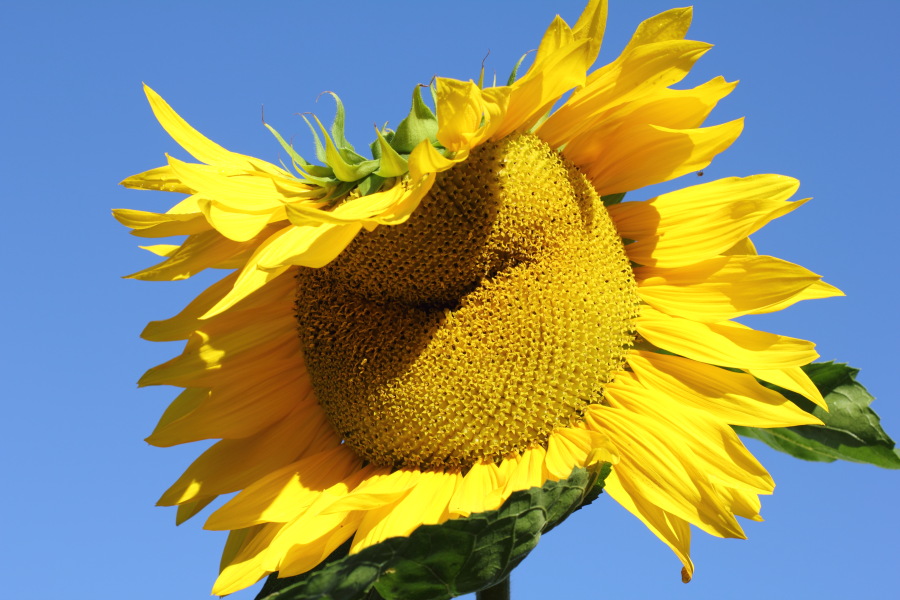 Lokation: Deutschland | Nordrhein-Westfalen | Bergisch Gladbach | Rodemich Kategorien: Permakultur, Datum: 08.08.2012