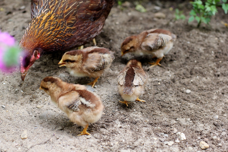 Lokation: Deutschland | Nordrhein-Westfalen | Bergisch Gladbach | Rodemich Kategorien: Hühner, Datum: 09.08.2012