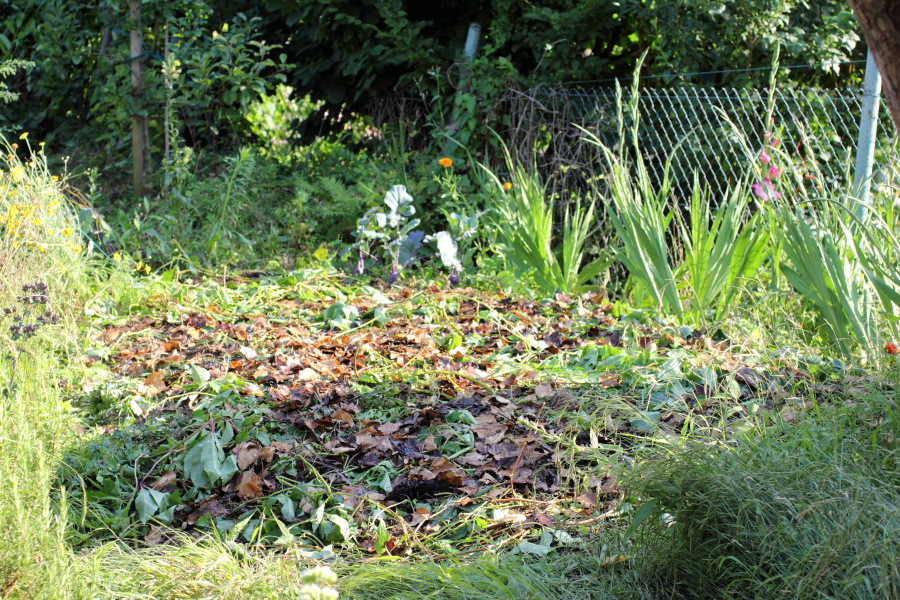 Lokation: Deutschland | Nordrhein-Westfalen | Bergisch Gladbach | Rodemich Kategorien: Permakultur, Datum: 10.08.2012