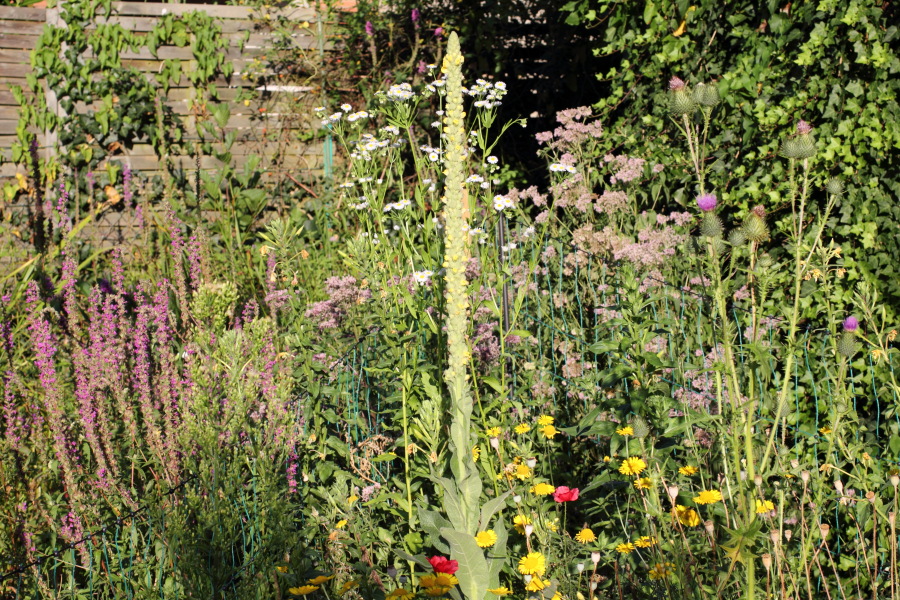 Königskerze und Wasserdost