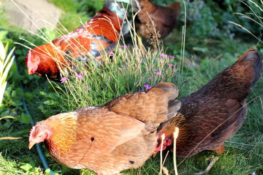 Lokation: Deutschland | Nordrhein-Westfalen | Bergisch Gladbach | Rodemich Kategorien: Hühner, Datum: 18.08.2012