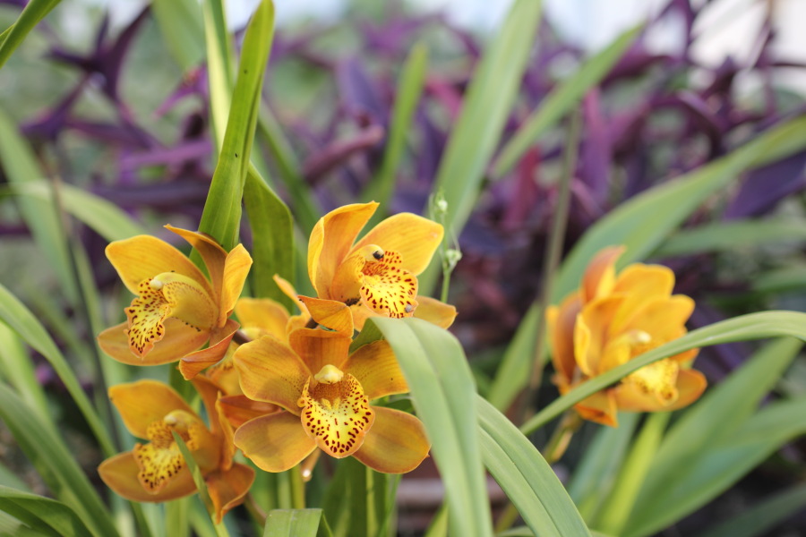 Lokation: Deutschland | Nordrhein-Westfalen | Bergisch Gladbach | Rodemich Kategorien: Zimmerpflanzen, Datum: 18.08.2012