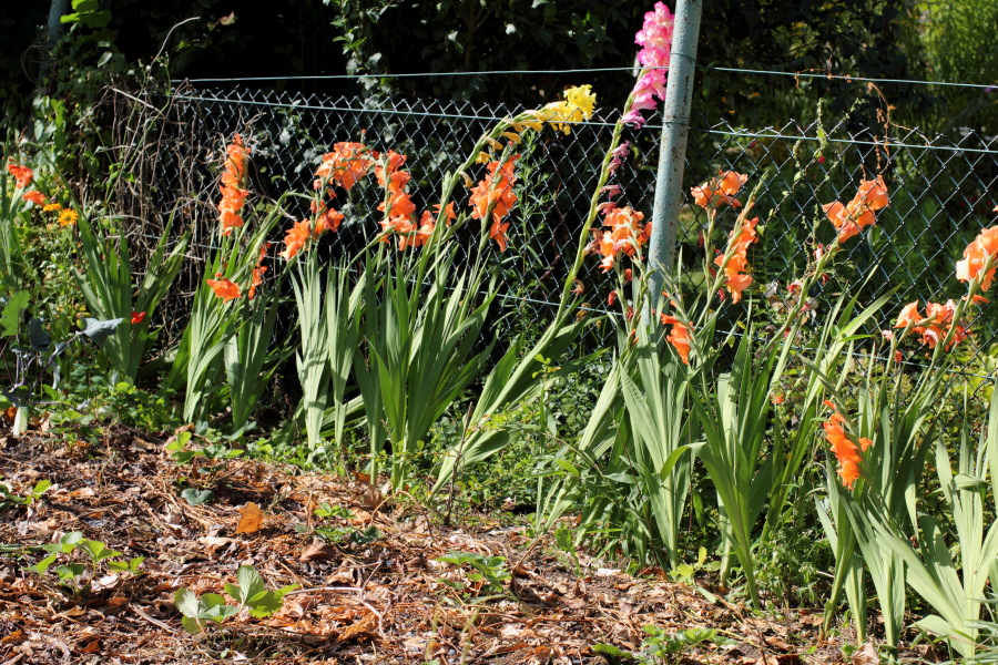 Lokation: Deutschland | Nordrhein-Westfalen | Bergisch Gladbach | Rodemich Kategorien: Permakultur, Datum: 19.08.2012