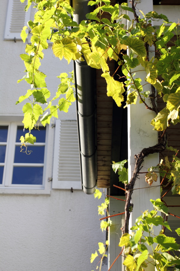 Lokation: Deutschland | Nordrhein-Westfalen | Bergisch Gladbach | Rodemich Kategorien: Permakultur, Datum: 25.08.2012