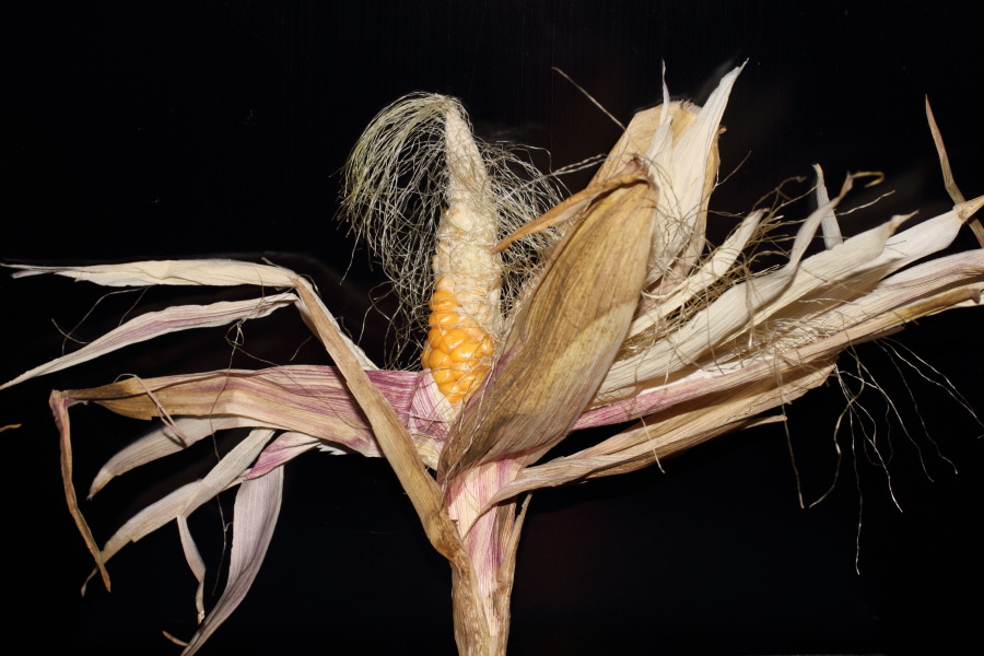 Lokation: Deutschland | Nordrhein-Westfalen | Bergisch Gladbach | Rodemich Kategorien: Früchte, Permakultur, Datum: 03.10.2012