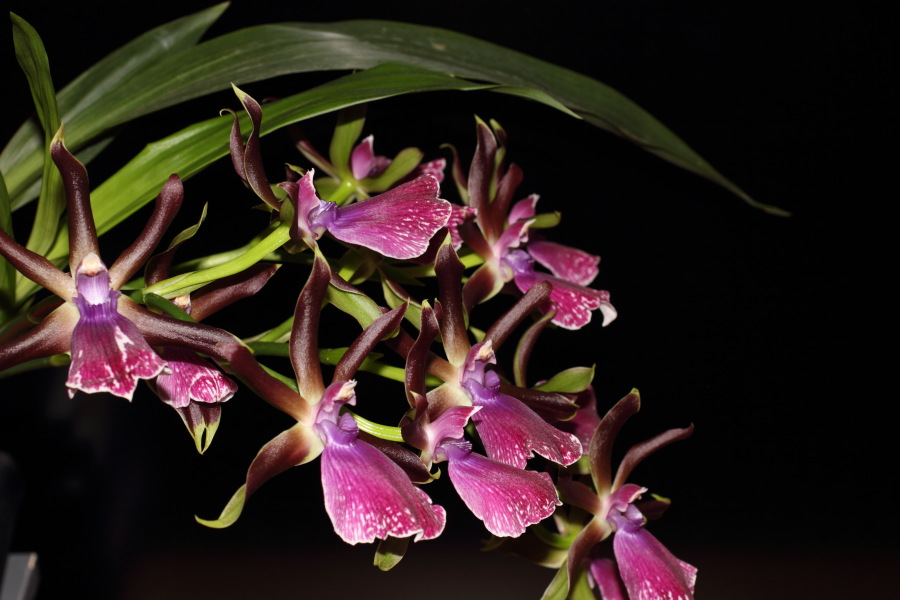 Lokation: Deutschland | Nordrhein-Westfalen | Bergisch Gladbach | Rodemich Kategorien: Datum: 03.10.2012