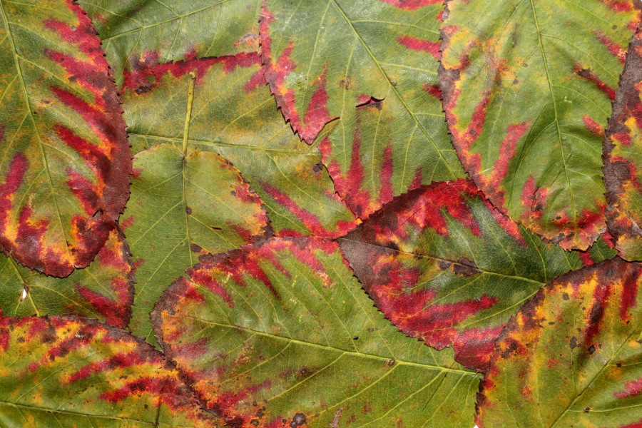 Lokation: Deutschland | Nordrhein-Westfalen | Bergisch Gladbach | Rodemich Kategorien: Datum: 03.10.2012