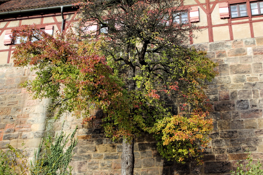 Lokation: Deutschland | Bayern | Nürnberg | Nürnberg Kategorien: Baum, Herbst, Datum: 04.11.2012