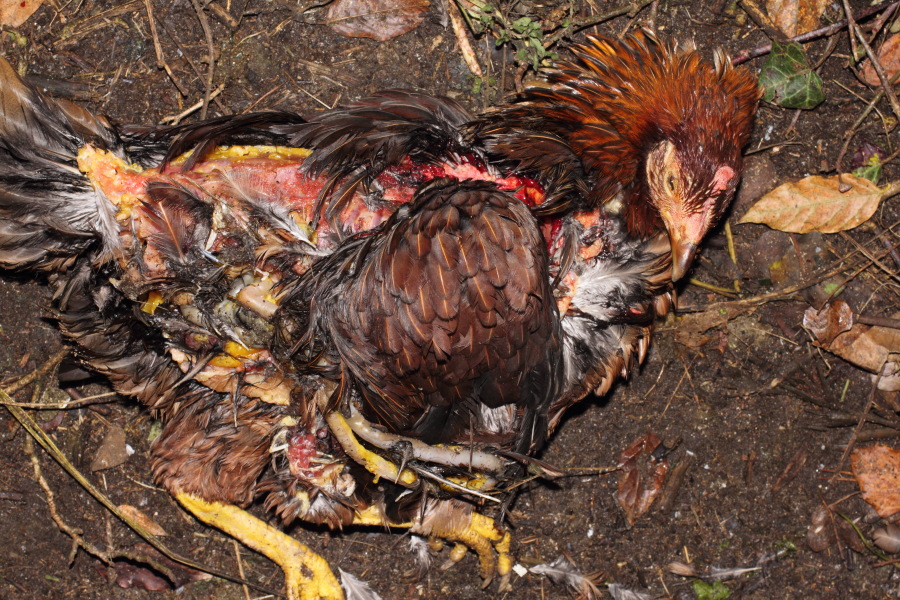 Lokation: Deutschland | Nordrhein-Westfalen | Bergisch Gladbach | Rodemich Kategorien: Hühner, Datum: 08.11.2012