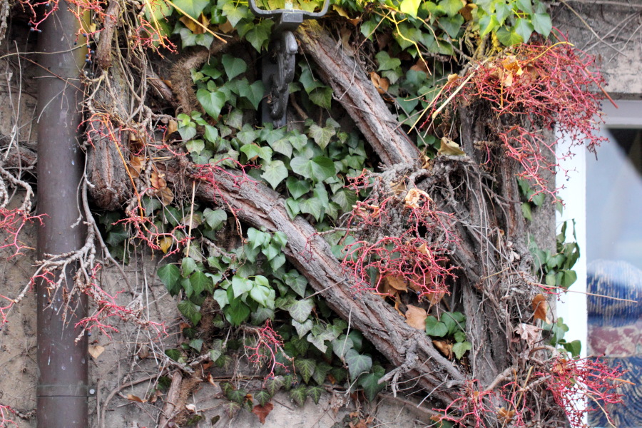 Lokation: Deutschland | Nordrhein-Westfalen | Bergisch Gladbach | Kaltenbroich Kategorien: Anwesen, Datum: 01.12.2012