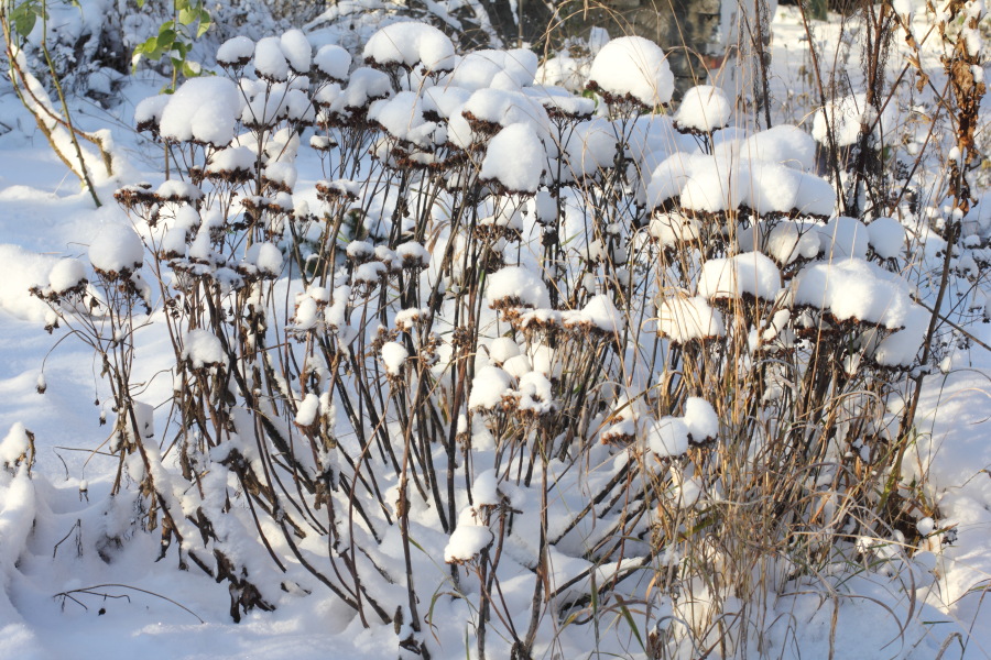Lokation: Deutschland | Nordrhein-Westfalen | Bergisch Gladbach | Rodemich Kategorien: Winter, Naturgarten, Datum: 08.12.2012