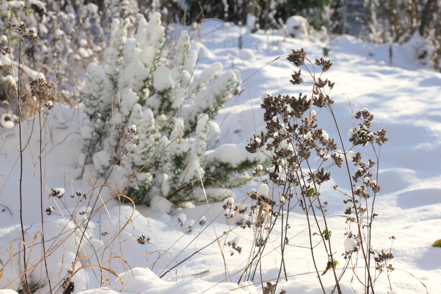 Lokation: Deutschland | Nordrhein-Westfalen | Bergisch Gladbach | Rodemich Kategorien: Winter, Naturgarten, Datum: 08.12.2012
